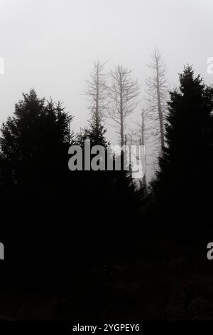 Sagome di abeti rossi morti ai piedi del monte Brocken vicino a Schierke nel Parco Nazionale di Harz in Germania nella nebbia Foto Stock