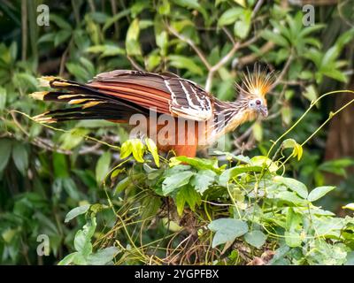 Un hoatzin (Opisthocomus hoazin) nella regione di Anamá. L'uccello è anche conosciuto come la gallina zingara. La foto è stata scattata su una filiale dell'Amazzonia. Foto Stock