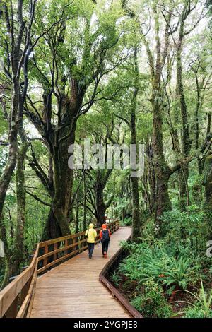 Coppia di turisti che camminano su un sentiero pedonale in legno nella foresta pluviale tropicale a South Island della nuova Zelanda Foto Stock