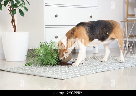 Un bel cane beagle vicino alla pianta rovesciata su un tappeto a casa Foto Stock