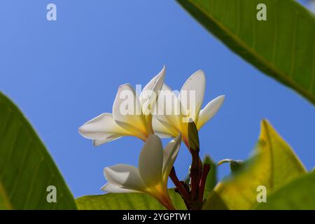 Delicati fiori bianchi emergono da una lussureggiante vegetazione, adagiati su un cielo blu mozzafiato. Foto Stock