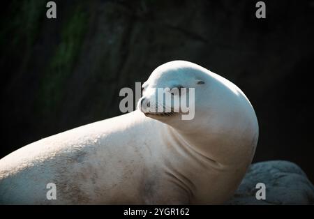 Primo piano della foca antartica. Pelliccia foca nel ritratto di sabbia. Leone marino, colonia di foche che poggia sulla pietra. Foto Stock