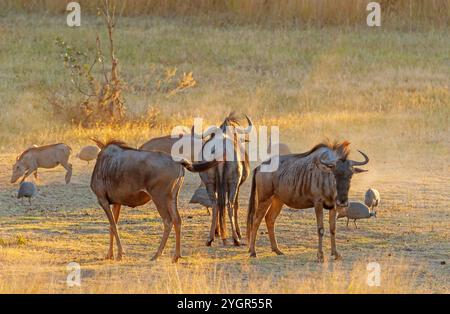 Vista anteriore, laterale e posteriore di un GNU vicino al Parco Nazionale di Matobo nello Zimbabwe Foto Stock