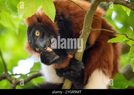 Lembo rosso rugoso (Varecia rubra), prigioniero, nell'albero, esterno Foto Stock