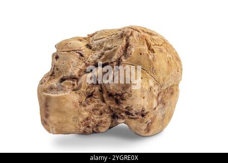 Tartufo bianco di Alba isolato su bianco con percorso di ritaglio incluso Foto Stock