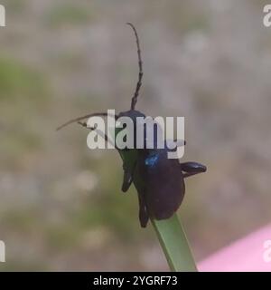 Coleottero viola (Callidium violaceum) Foto Stock