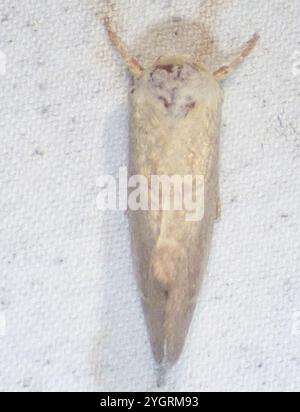 American Dun-bar Moth (Cosmia calami) Foto Stock