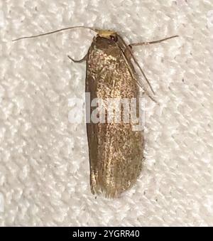 Moth di cera minore (Achroia grisella) Foto Stock