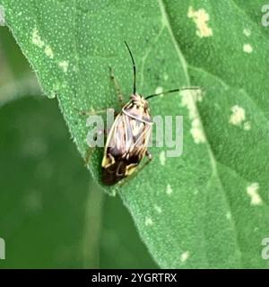 Insetto vegetale martellato nordamericano (Lygus lineolaris) Foto Stock