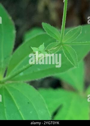 Cannuccia di liquirizia (Galium circaezans) Foto Stock