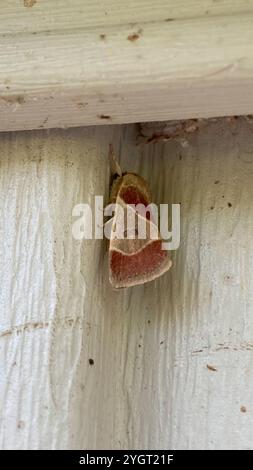American Dun-bar Moth (Cosmia calami) Foto Stock