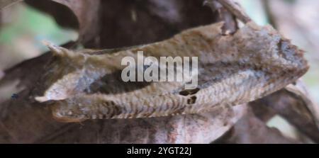 Dente di sottobosco (Eudocima materna) Foto Stock