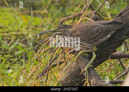 Striated o Little Heron (Butorides striatus), un giovane ha appena catturato un pesce, Bharatpur Bird Sanctuary, Rajasthan, India. Foto Stock