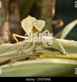 Manti ad armi larghe (Cilnia humeralis) Foto Stock