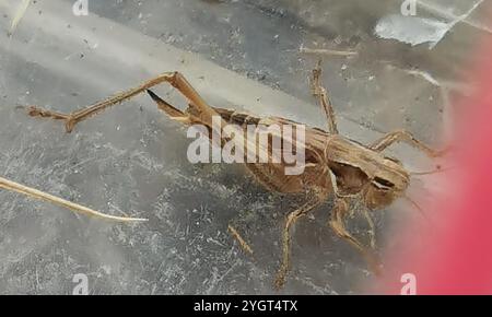 Cespuglio-cricket maculato (Tessellana tessellata) Foto Stock