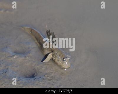 Grande fango macchiato blu (Boleophthalmus pectinirostris) Foto Stock