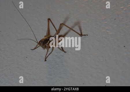 Cespuglio-cricket maculato (Tessellana tessellata) Foto Stock