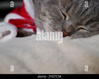 Festeggiamo il buon Natale e il felice anno nuovo 2025 a casa con un animale domestico. Gatto scozzese che dorme sul letto da vicino Foto Stock