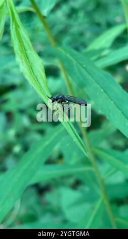 Robber Fly con le gambe a strisce (Dioctria hyalipennis) Foto Stock