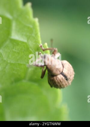 Foglia di noce Weevil (Strophosoma melanogrammum) Foto Stock