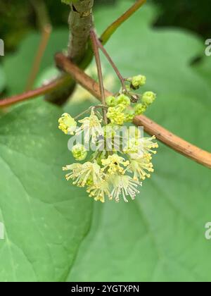 Semi di luna (Menispermum canadense) Foto Stock