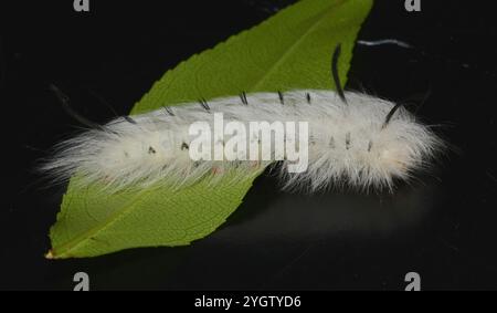 Apatelodes Moth maculato (Apatelodes torrefacta) Foto Stock