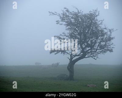 Pecora indistinta in nebbia dietro l'aspro albero di biancospino comune (Crataegus monogyna) spazzato dal vento in un terreno agricolo in Cumbria, Inghilterra, Regno Unito Foto Stock