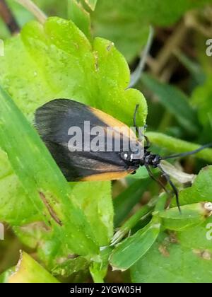 Smoky Moth con toppe arancioni (Pyromorpha dimidiata) Foto Stock