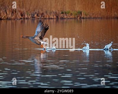 Un'oca Greylag (Anser anser) che decolla con spruzzi di acqua ferma di Leighton Moss RSPB Lancashire Inghilterra Foto Stock