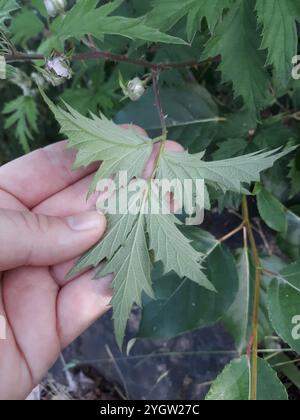 Mora a foglia di pesce (Rubus laciniatus) Foto Stock