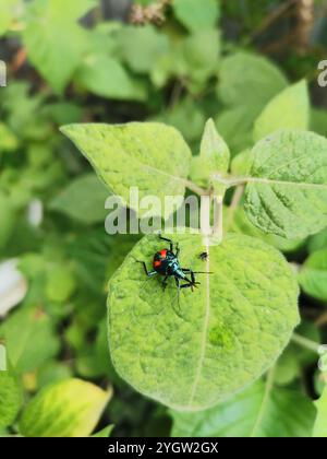 Insetto predatore della Florida (Euthyrhynchus floridanus) Foto Stock