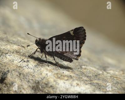 Comune skipper stradale (Amblyscirtes vialis) Foto Stock