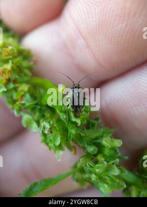 Insetto vegetale martellato nordamericano (Lygus lineolaris) Foto Stock