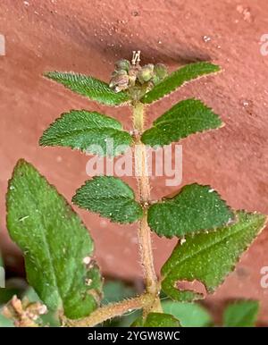 Tappeto di sabbia per amaca della Florida (Euphorbia ophthalmica) Foto Stock
