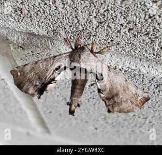 Apatelodes Moth maculato (Apatelodes torrefacta) Foto Stock