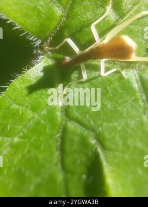 Cricket a due macchie (Neoxabea bipunctata) Foto Stock