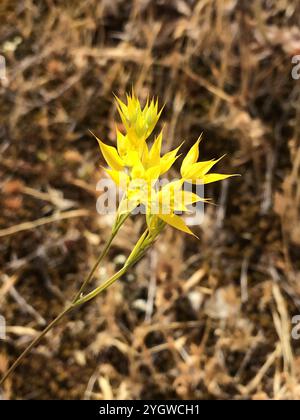 Orecchio lepre piccolo (Bupleurum baldense) Foto Stock