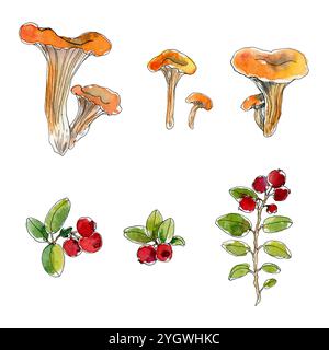 Set di funghi canterelle autunnali e mirtilli rossi selvatici disegnati a mano con acquerello. raccolto autunnale della foresta. La collezione è ideale per cosmetici di design, medica Foto Stock