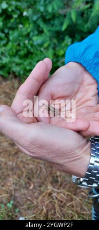 Rana agili italiana (Rana latastei) Foto Stock