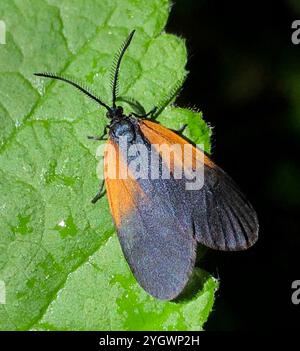 Smoky Moth con toppe arancioni (Pyromorpha dimidiata) Foto Stock