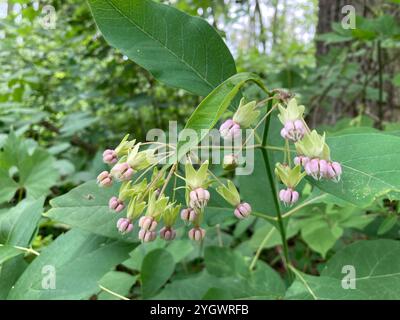 Alghe di latte (Asclepias exaltata) Foto Stock