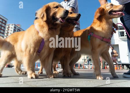 Salvador, Bahia, Brasile - 30 giugno 2024: Cani in costume sono visti a Farol da barra nella città di Salvador, Bahia. Foto Stock