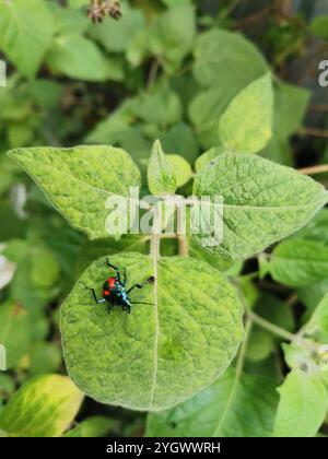 Insetto predatore della Florida (Euthyrhynchus floridanus) Foto Stock