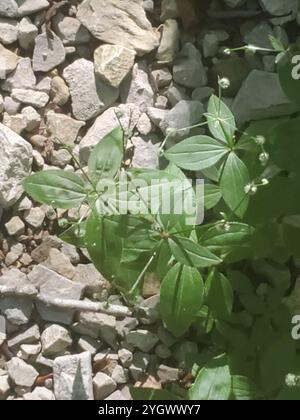 Cannuccia di liquirizia (Galium circaezans) Foto Stock