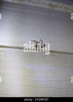 Ragno Sac a faccia larga (Trachelas tranquillus) Foto Stock