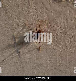 Cricket di cammello in serra (tachicines asynamorus) Foto Stock