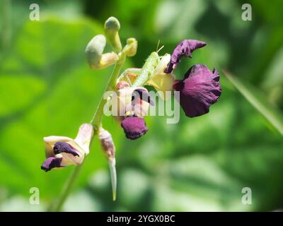Fagiolo viola (Macroptilium atropurpureum) Foto Stock