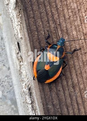 Insetto predatore della Florida (Euthyrhynchus floridanus) Foto Stock