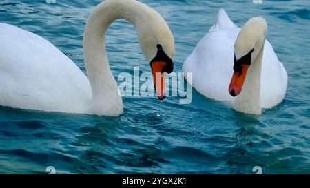 Due eleganti cigni si fronteggiano sul lago, con i loro vivaci becchi evidenziati, creando un'immagine serena e speculare che cattura la loro graziosa connessione Foto Stock