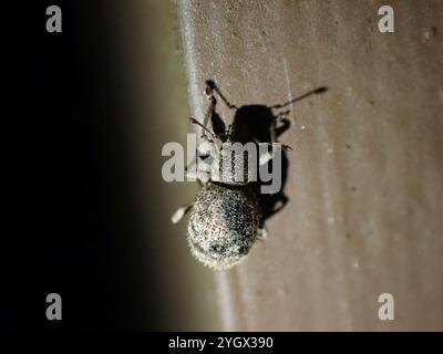 Fragole di radice (Sciaphilus asperatus) Foto Stock